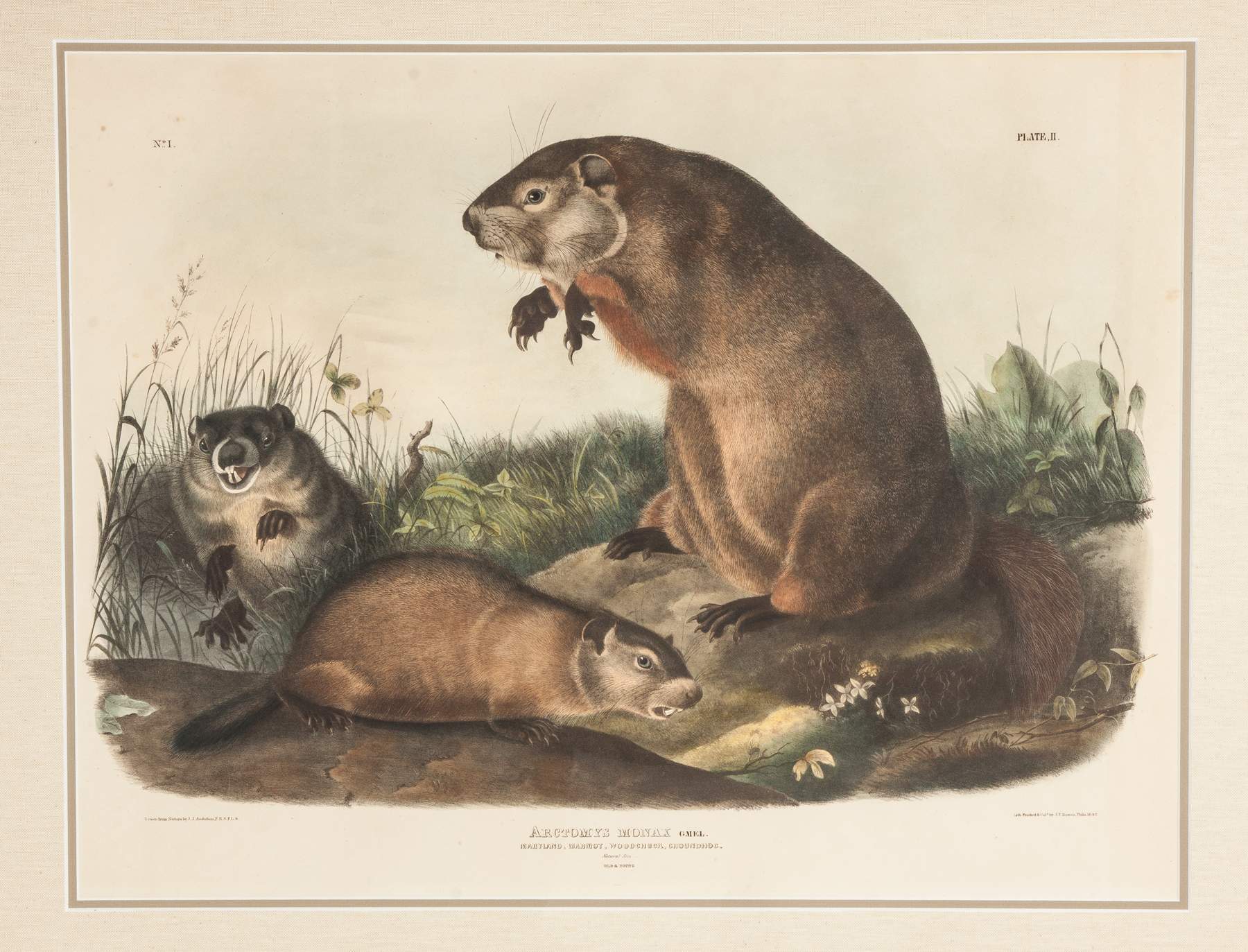 Two John James Audubon (American, 1785- 1851) Lithographs | Cottone ...