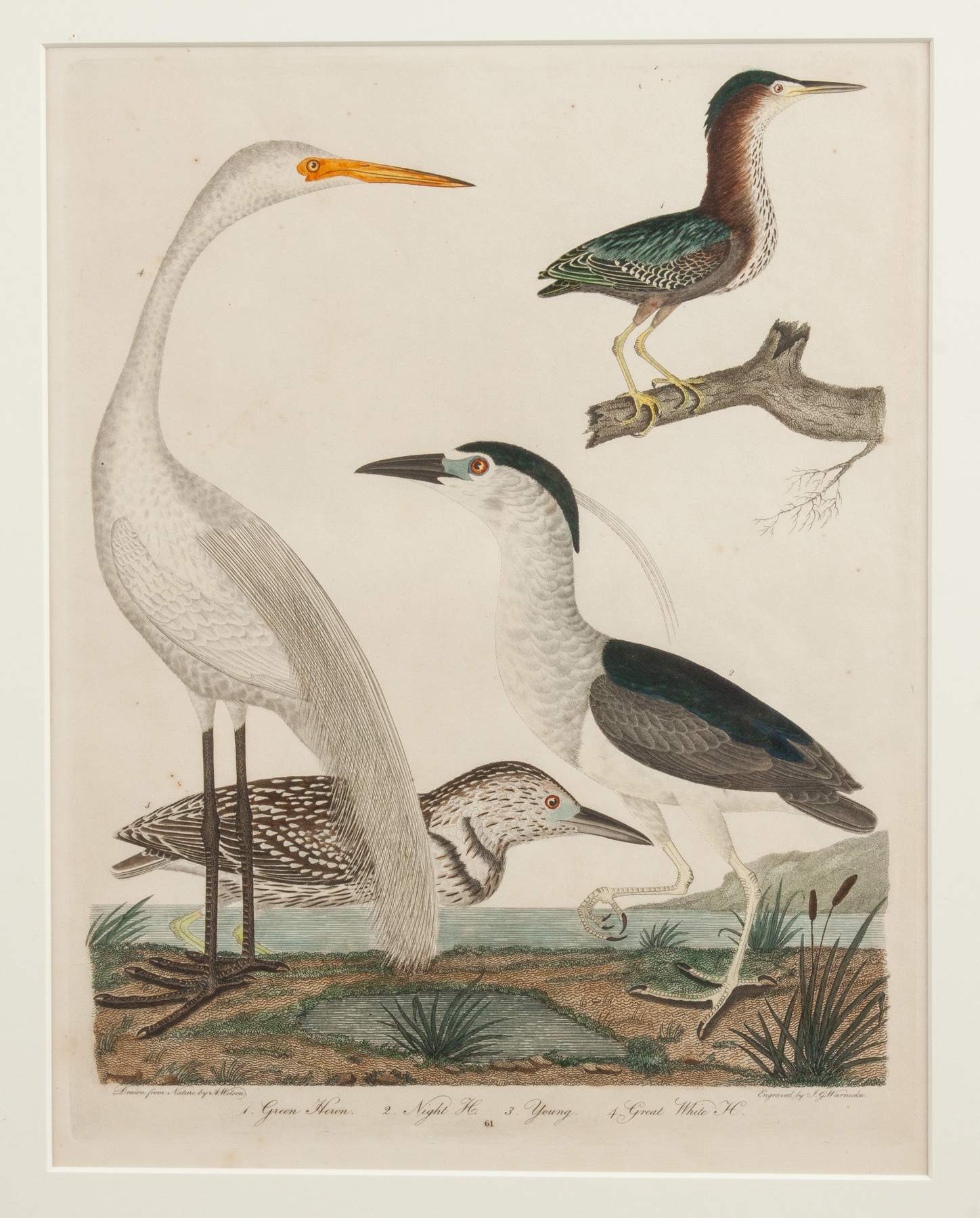 Alexander Wilson (1766-1813) Hand Colored Engraving of Birds | Cottone ...