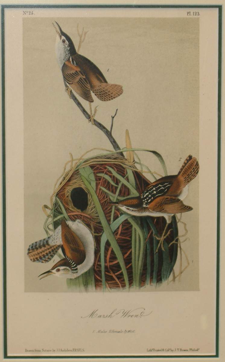 Audubon Lithograph 